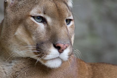 puma wikipedia.